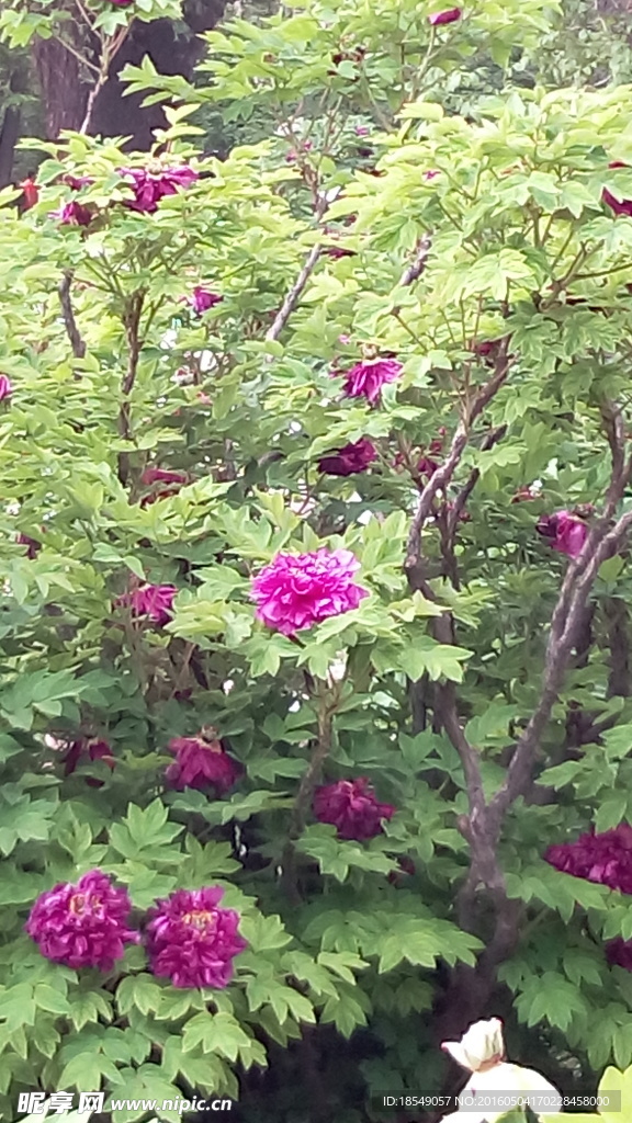 花开富贵之牡丹