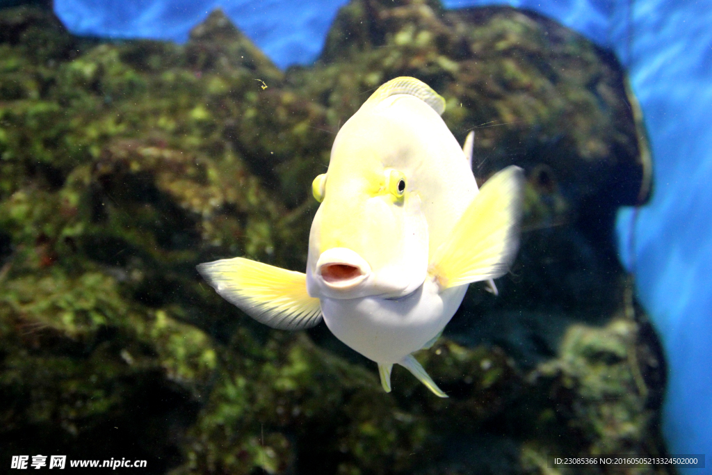 表情丰富的小金鱼