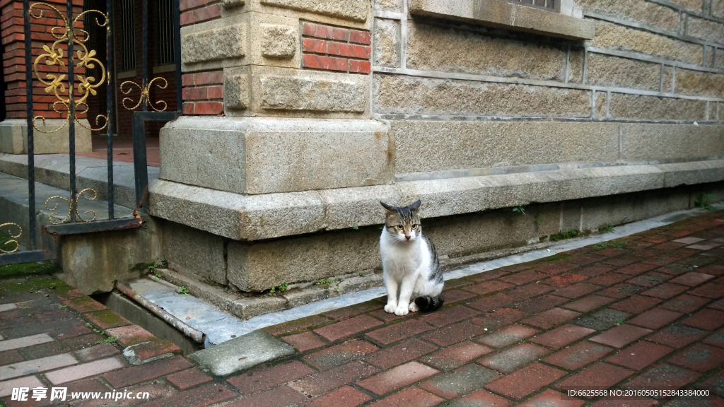 厦大的猫