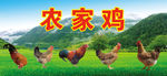 农家鸡