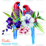 水彩鹦鹉