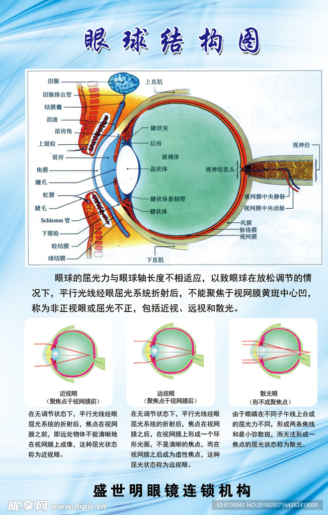 眼球结构图