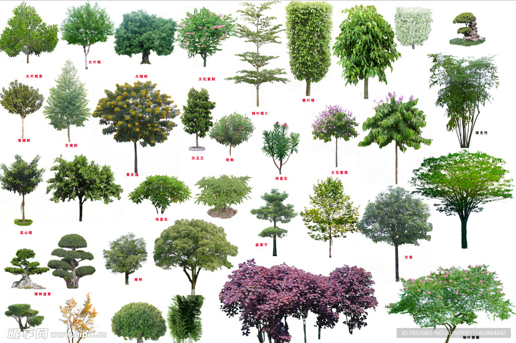 各种景观树