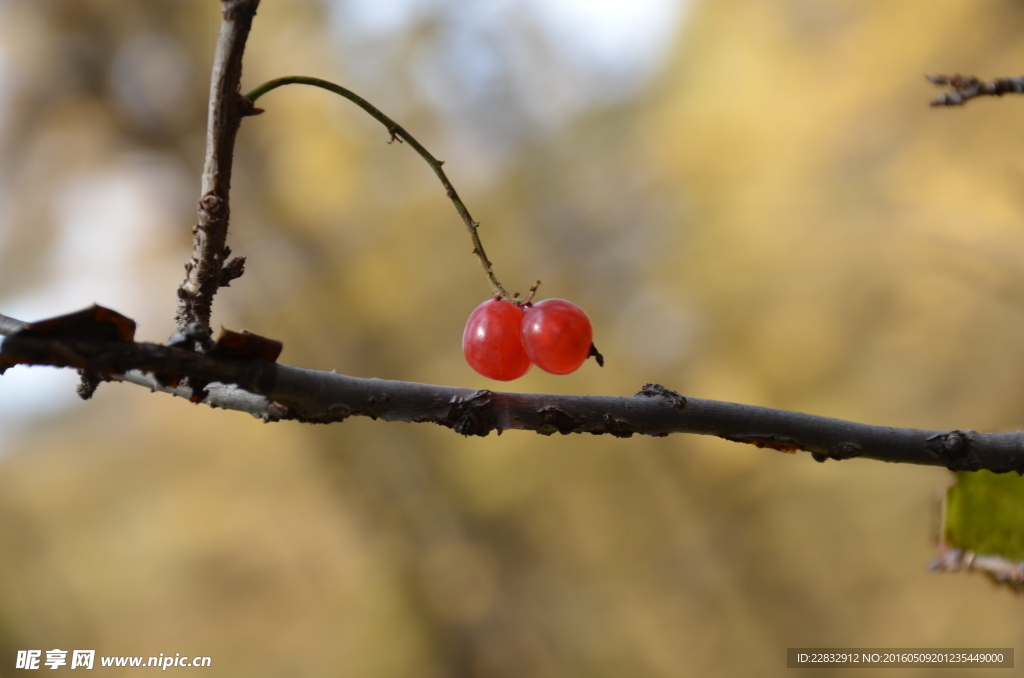 红色野果
