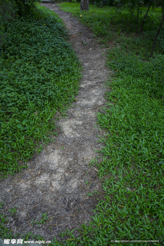 草地小路