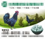 生态养殖养鸡基地图片