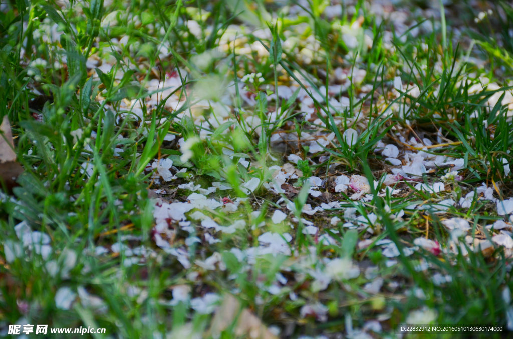 春草  落花