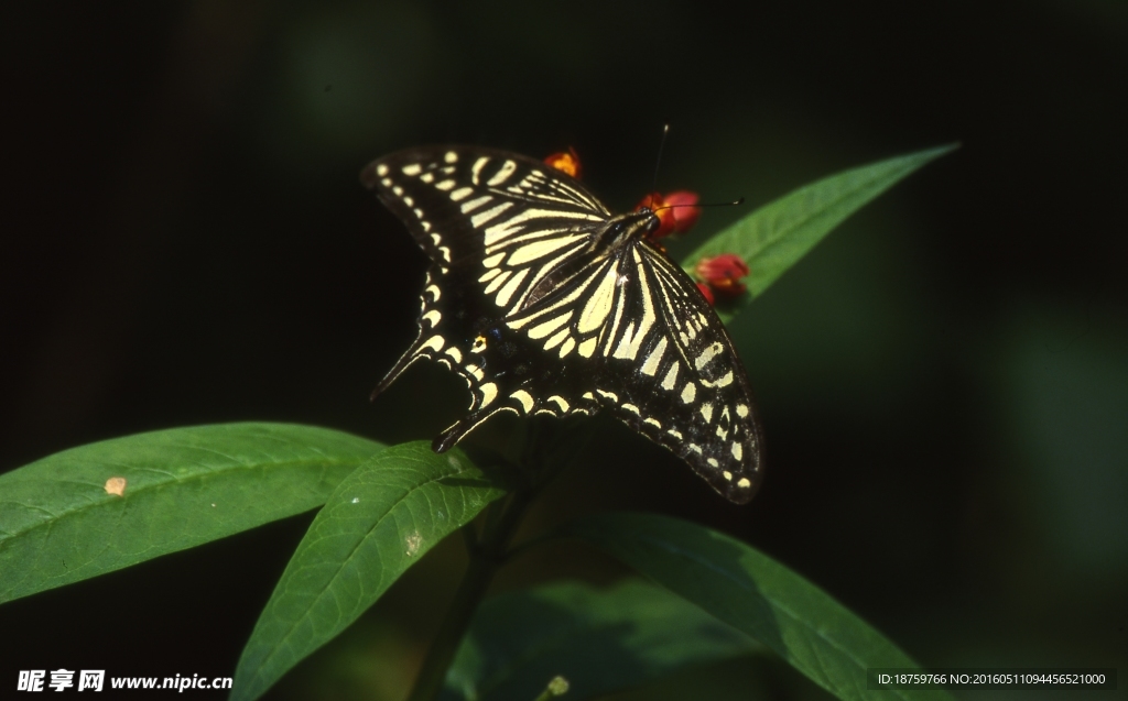 猫儿山原始森林