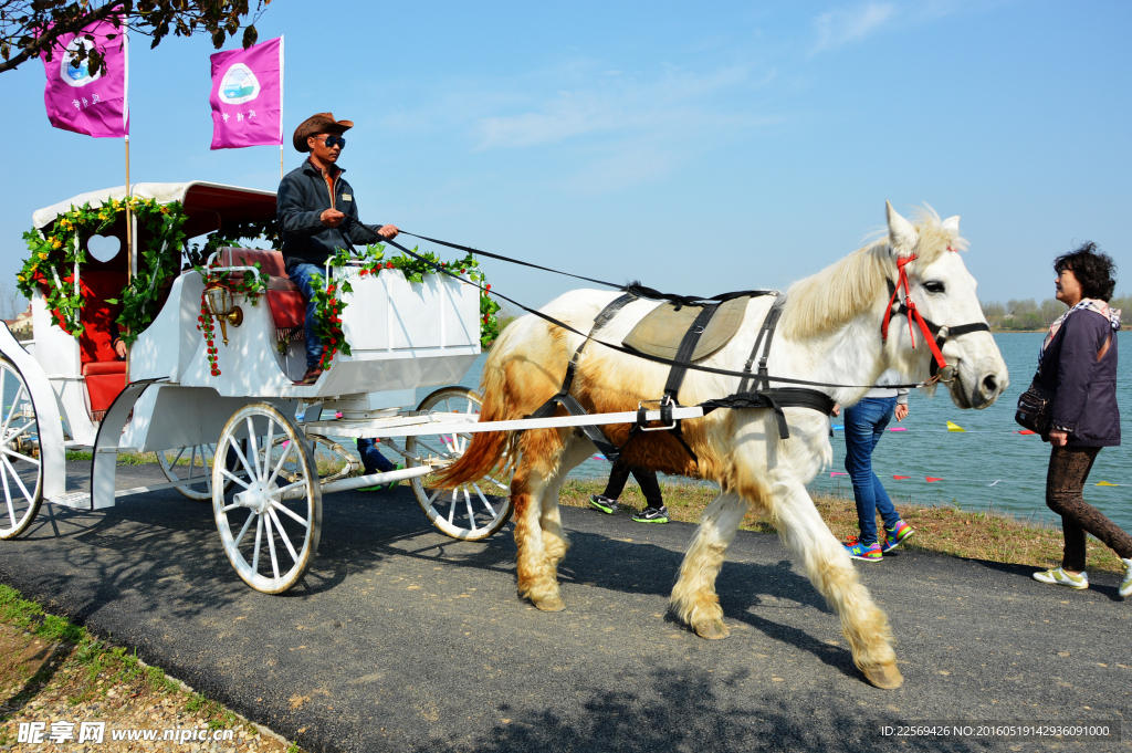 白色欧式马车