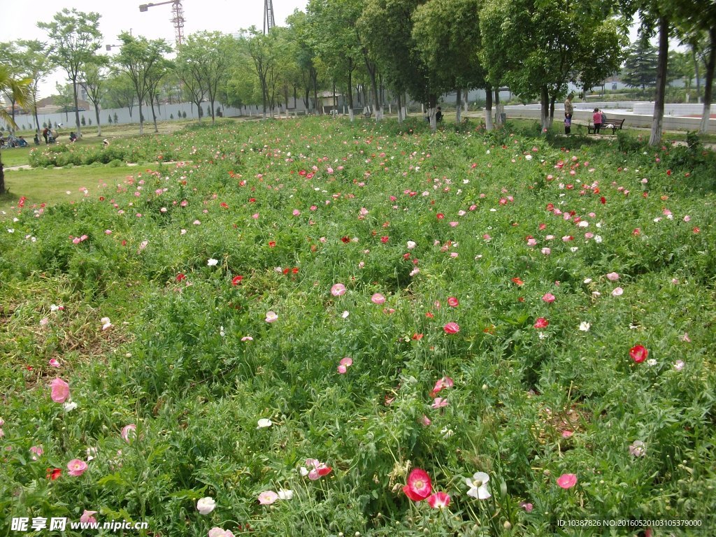 七桥翁湿地公园