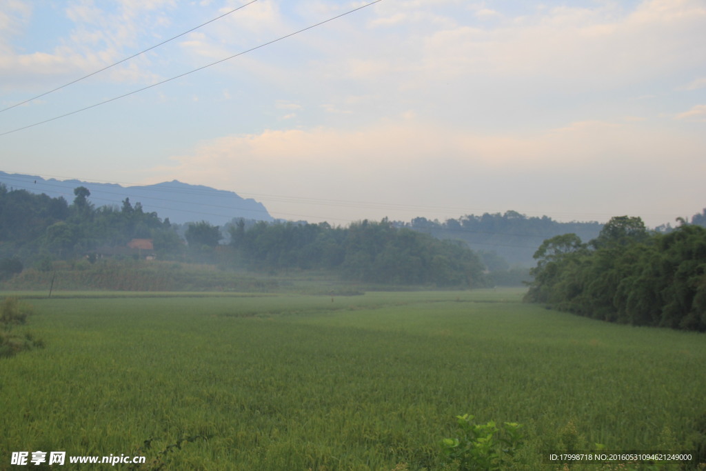 田园 风光 水稻