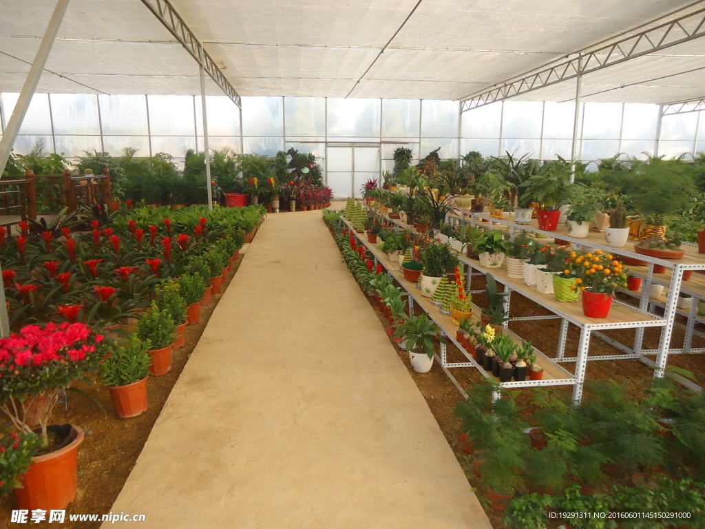 花卉苗圃基地