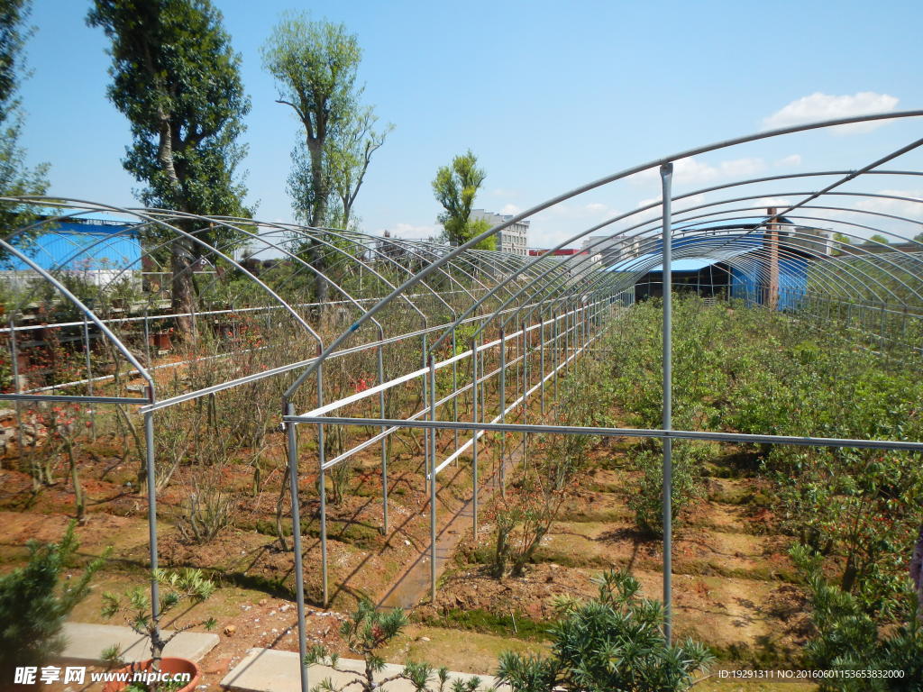 吉安兴桥苗圃基地