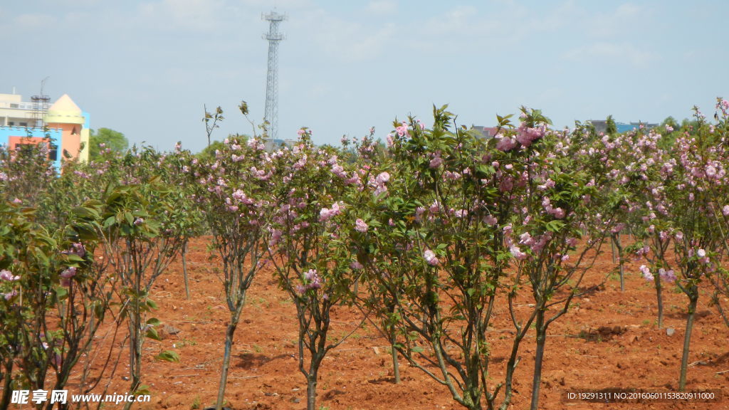 吉安兴桥苗圃基地