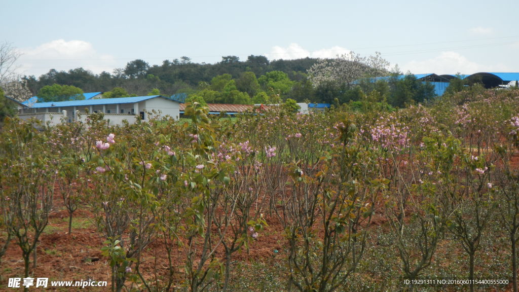 吉安兴桥苗圃基地