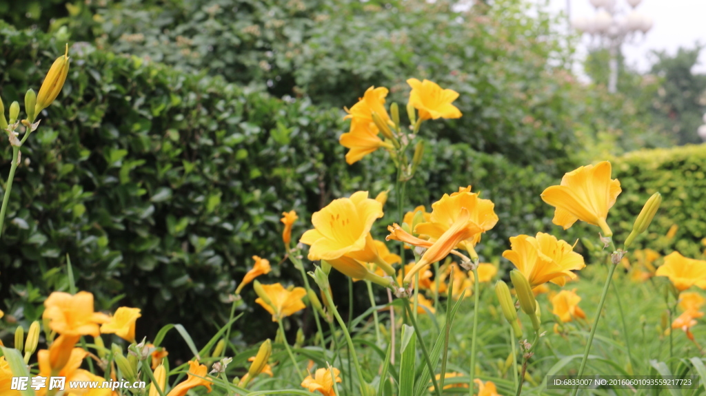 黄色喇叭花原图