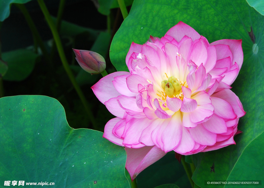 荷花  红花绿叶