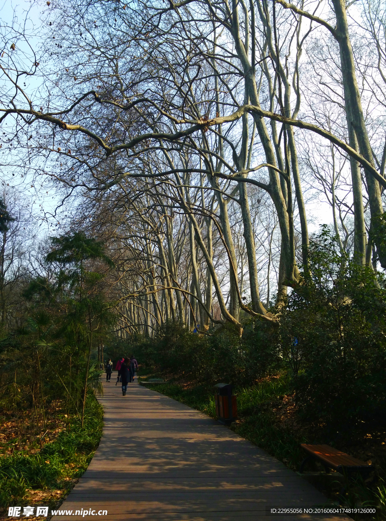 通往梅花谷的路上
