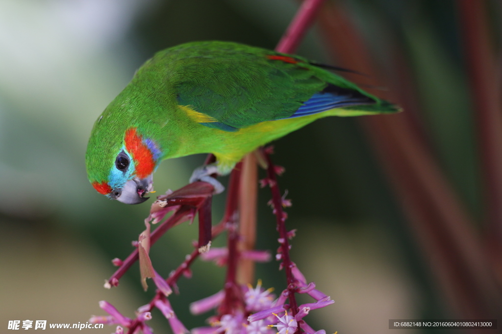 绿鹦鹉