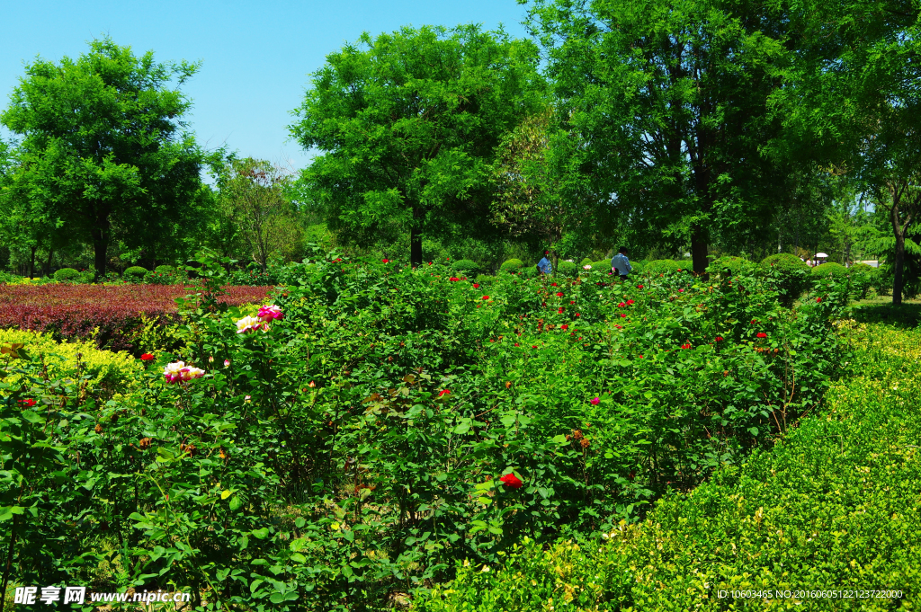西北园林 园林绿化