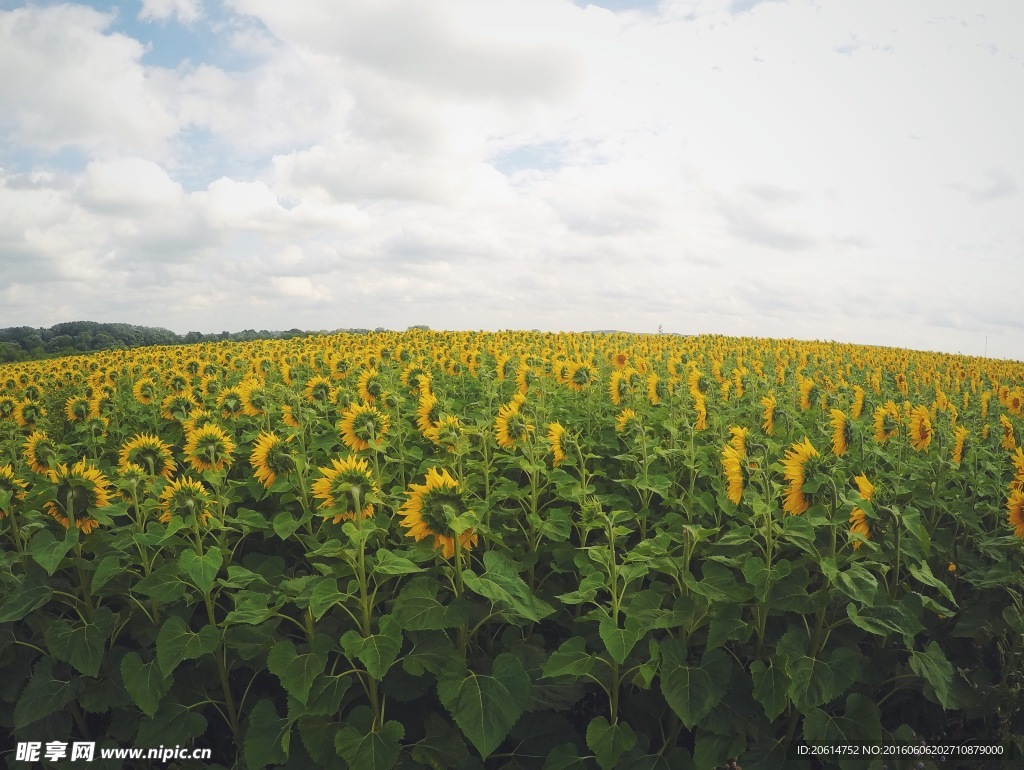 一望无际的向日葵