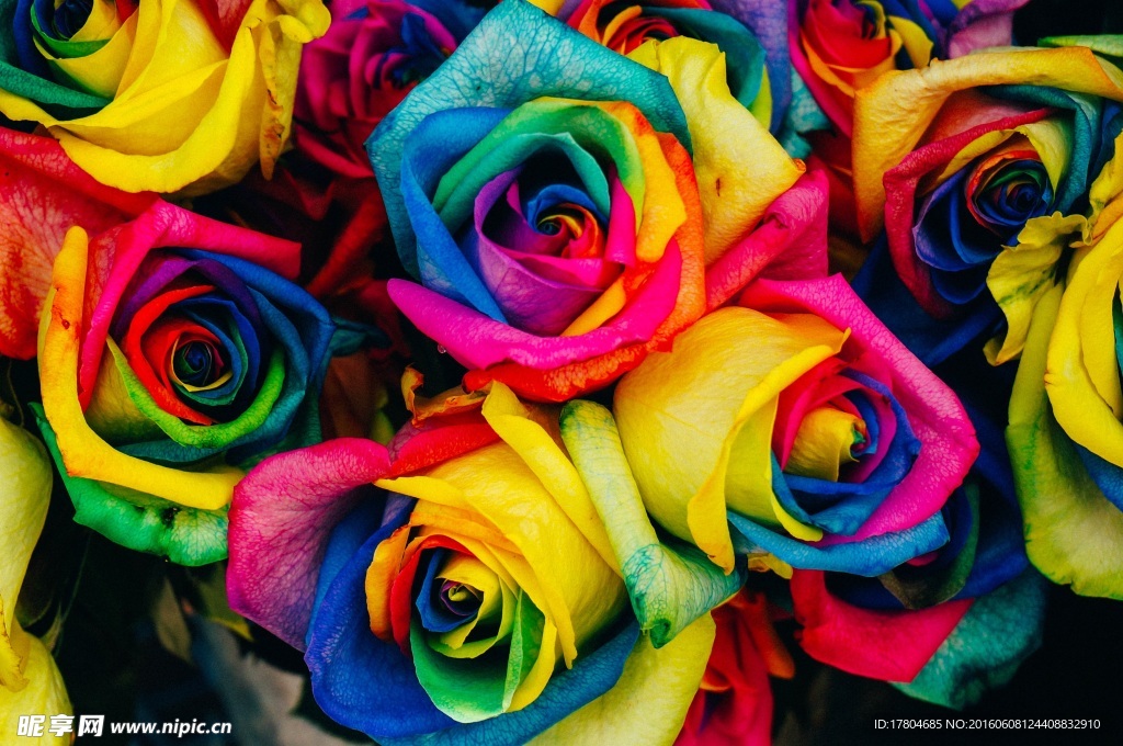 彩色玫瑰特写图片