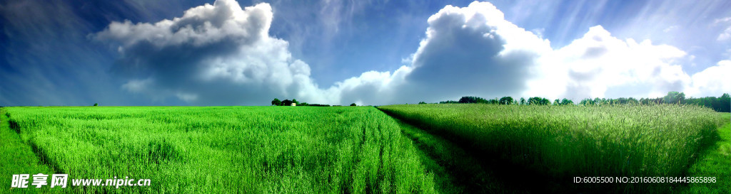 宽幅绿草地