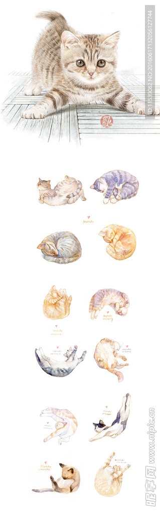 水彩手绘猫