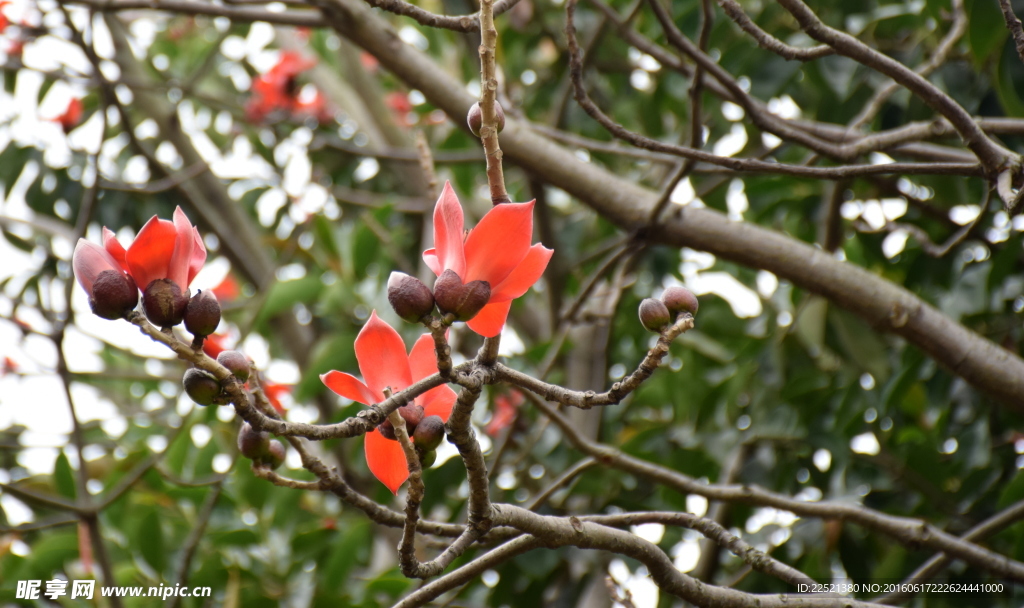 木棉花