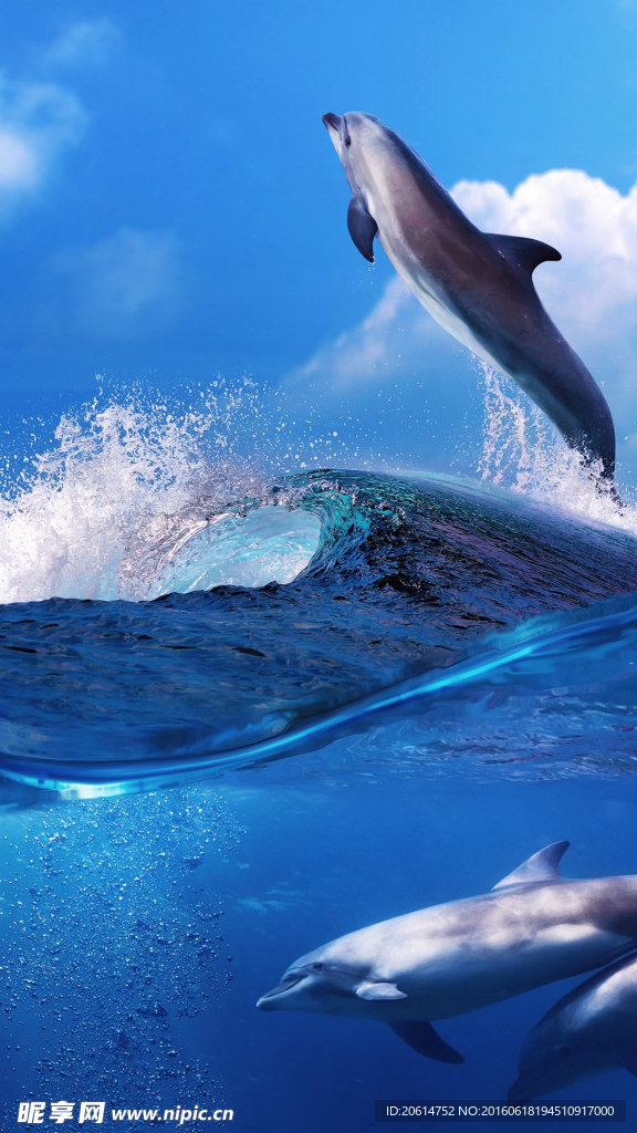 飞跃的鲸鱼