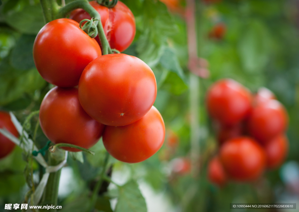 酸甜诱人西红柿