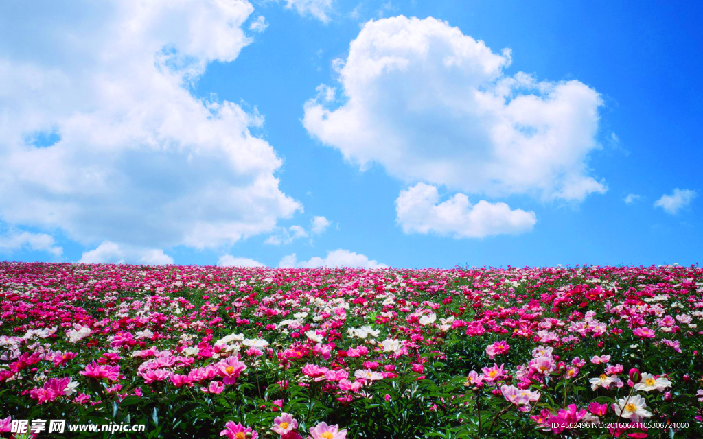 蓝天白云花海