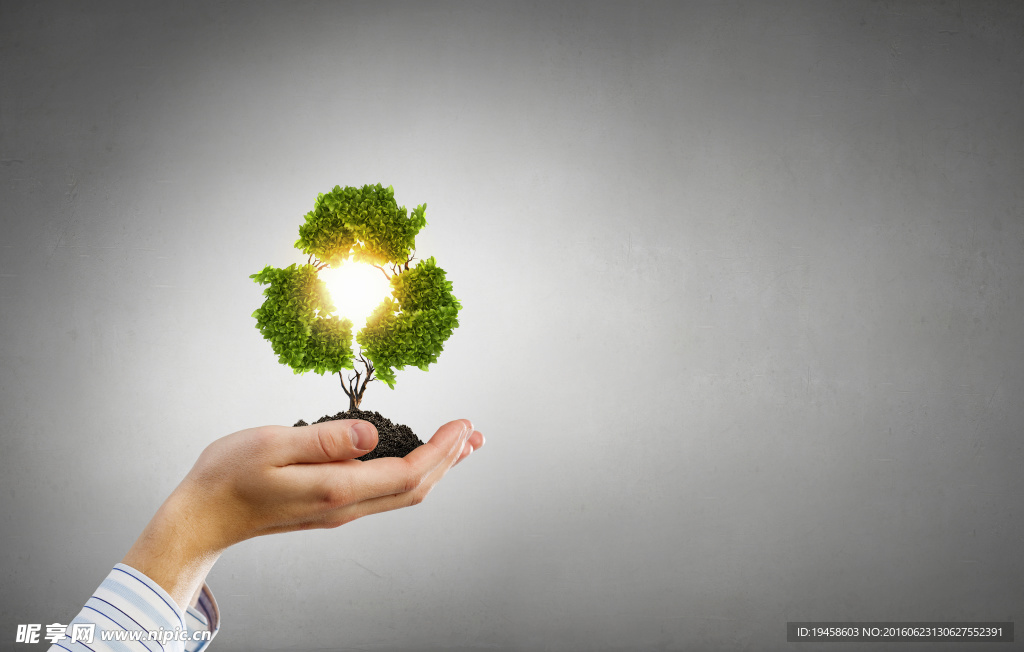 捧在手心里的树木