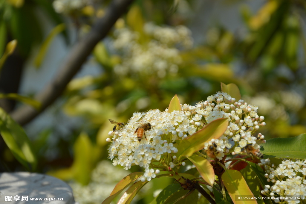 蜜蜂飞在花丛中