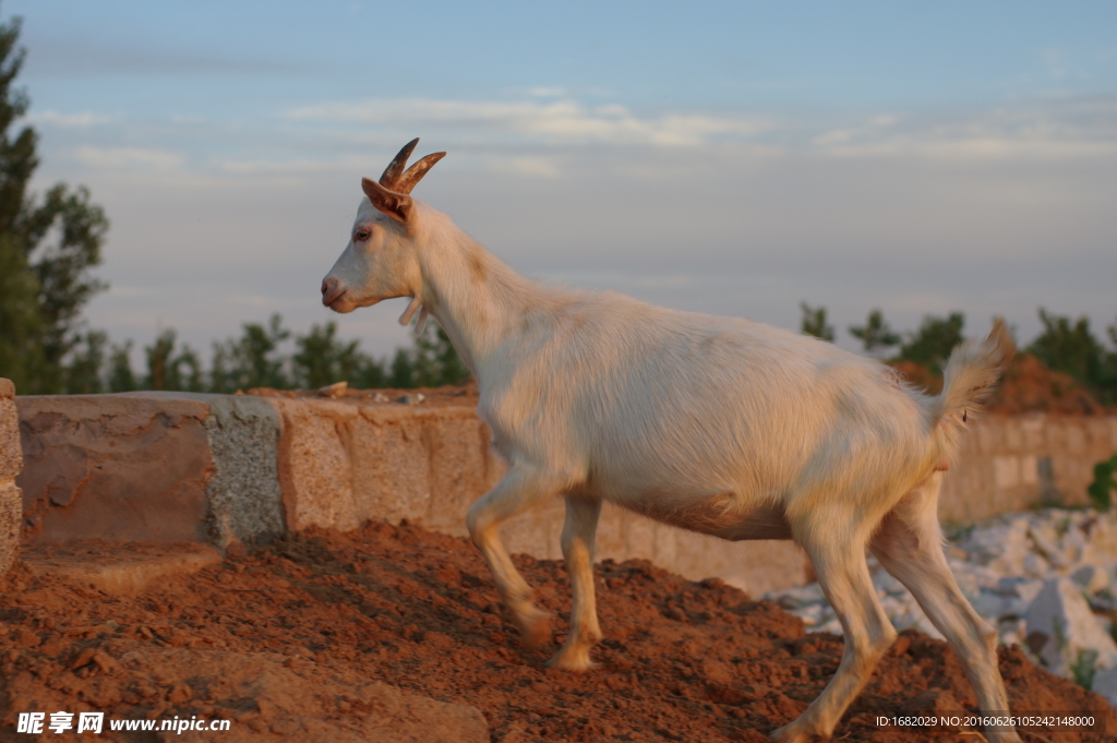 夕阳与山羊
