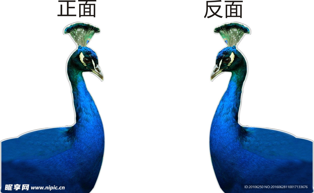 孔雀头 拖把陈列