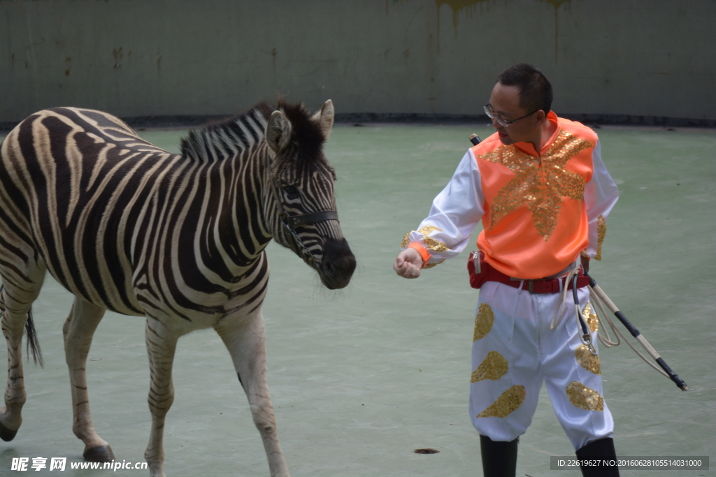 斑马表演