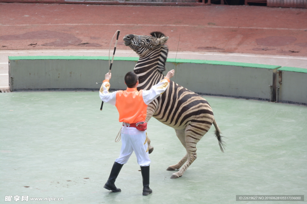 斑马表演