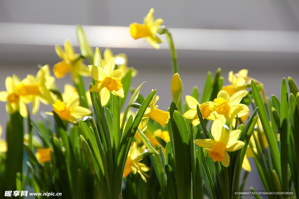 美丽的水仙花图片