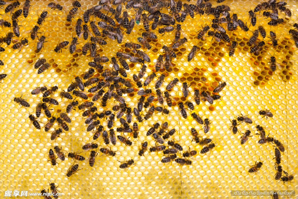 蜂巢里的蜂蜜