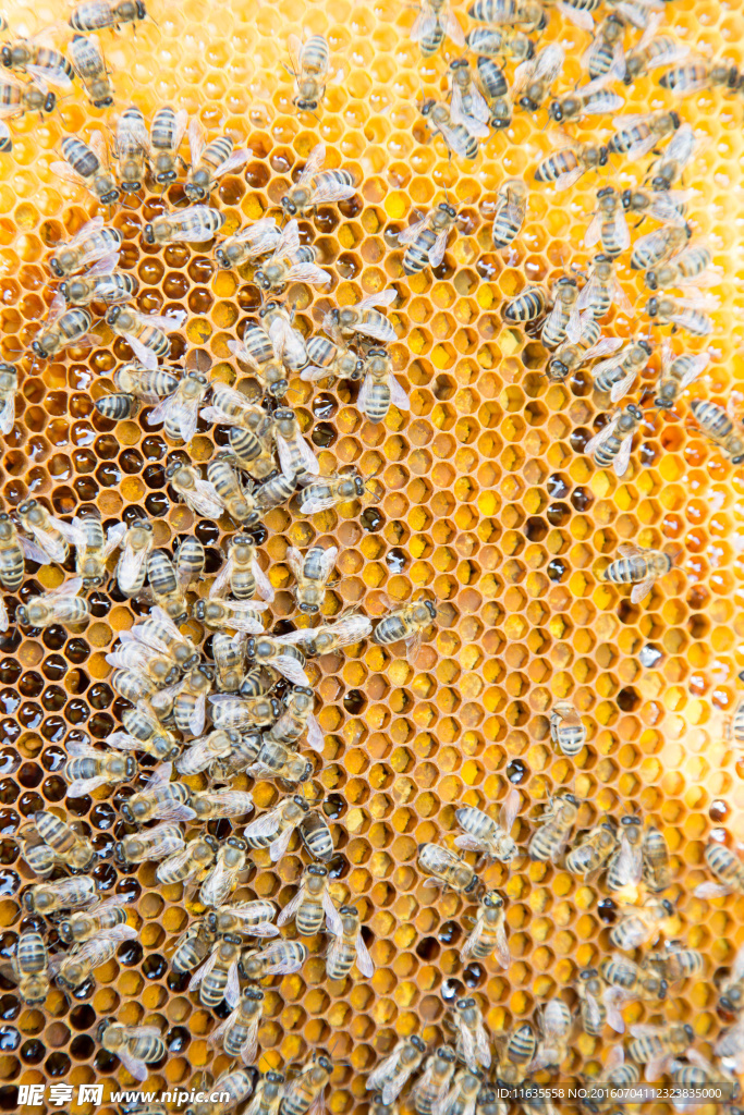 蜜蜂昆虫动物写真
