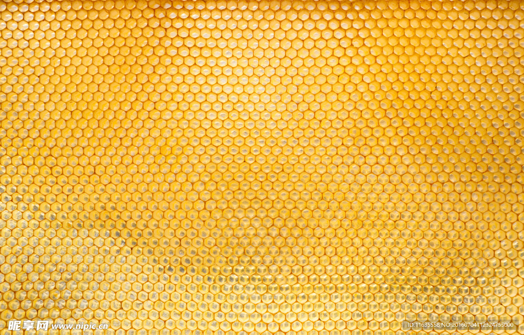 蜜蜂昆虫动物写真