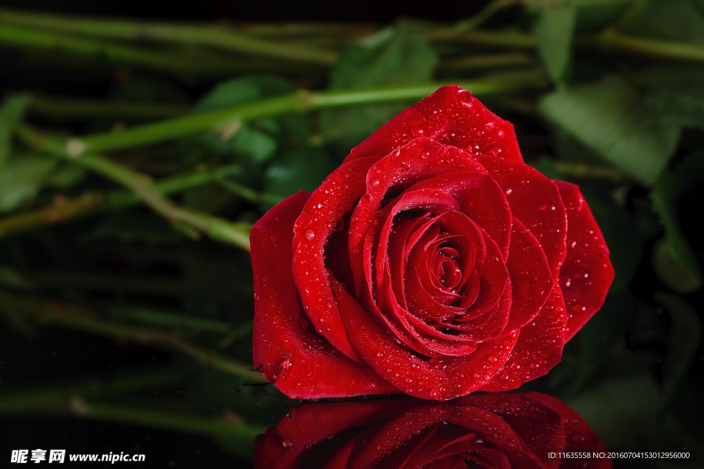 美丽的玫瑰花朵植物