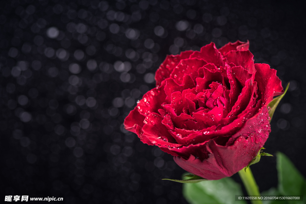 美丽的玫瑰花朵植物