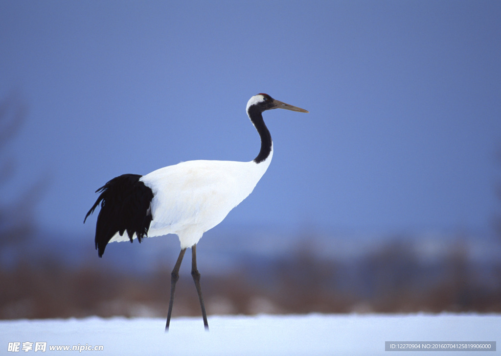 四季鸟鸣  丹顶鹤