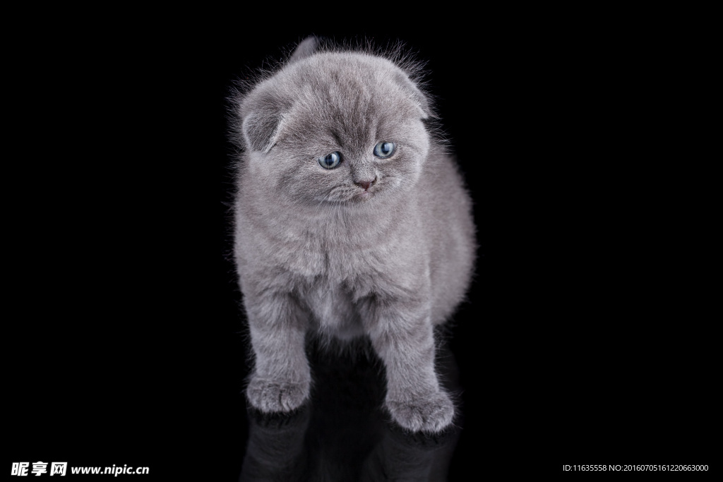 可爱的小猫动物