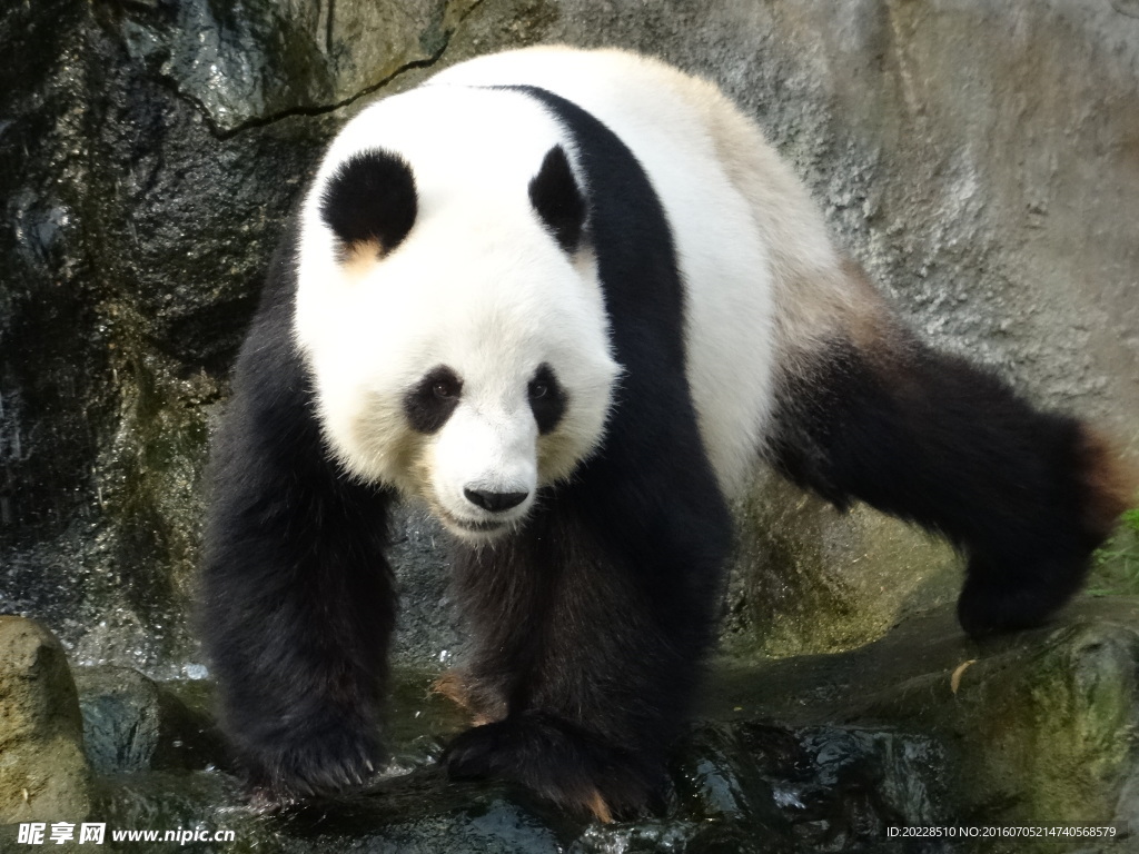 熊猫图片