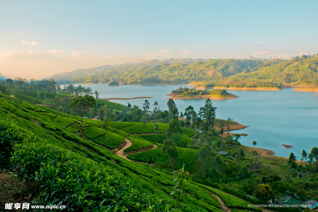 美丽的茶山茶园景色