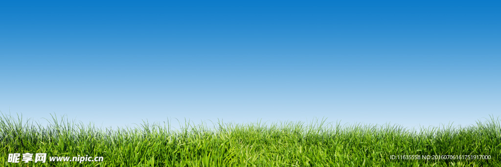 美丽的春天草地景色