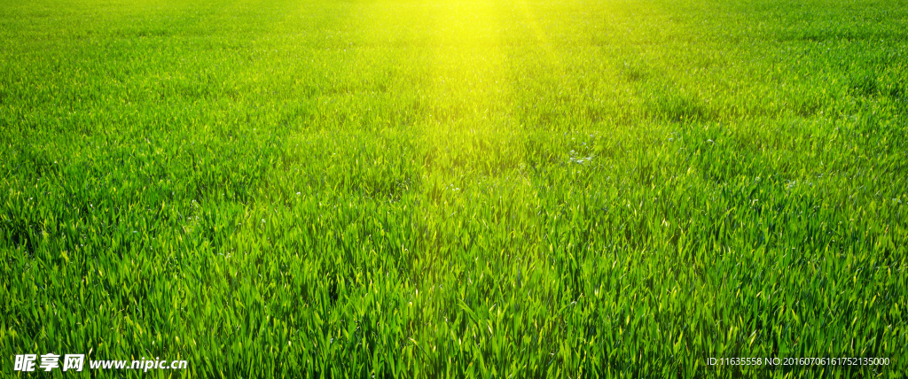 美丽的春天草地景色